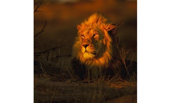the_king_bernd_wasiolka