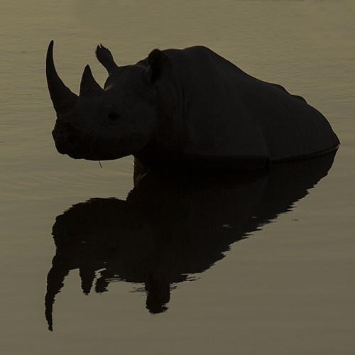 Mirror-Rhino-cBernd-Wasiolka