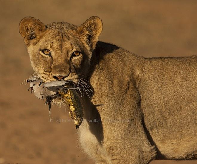 surprise-snack-cbernd-wasiolka-wildphotolife-jpg