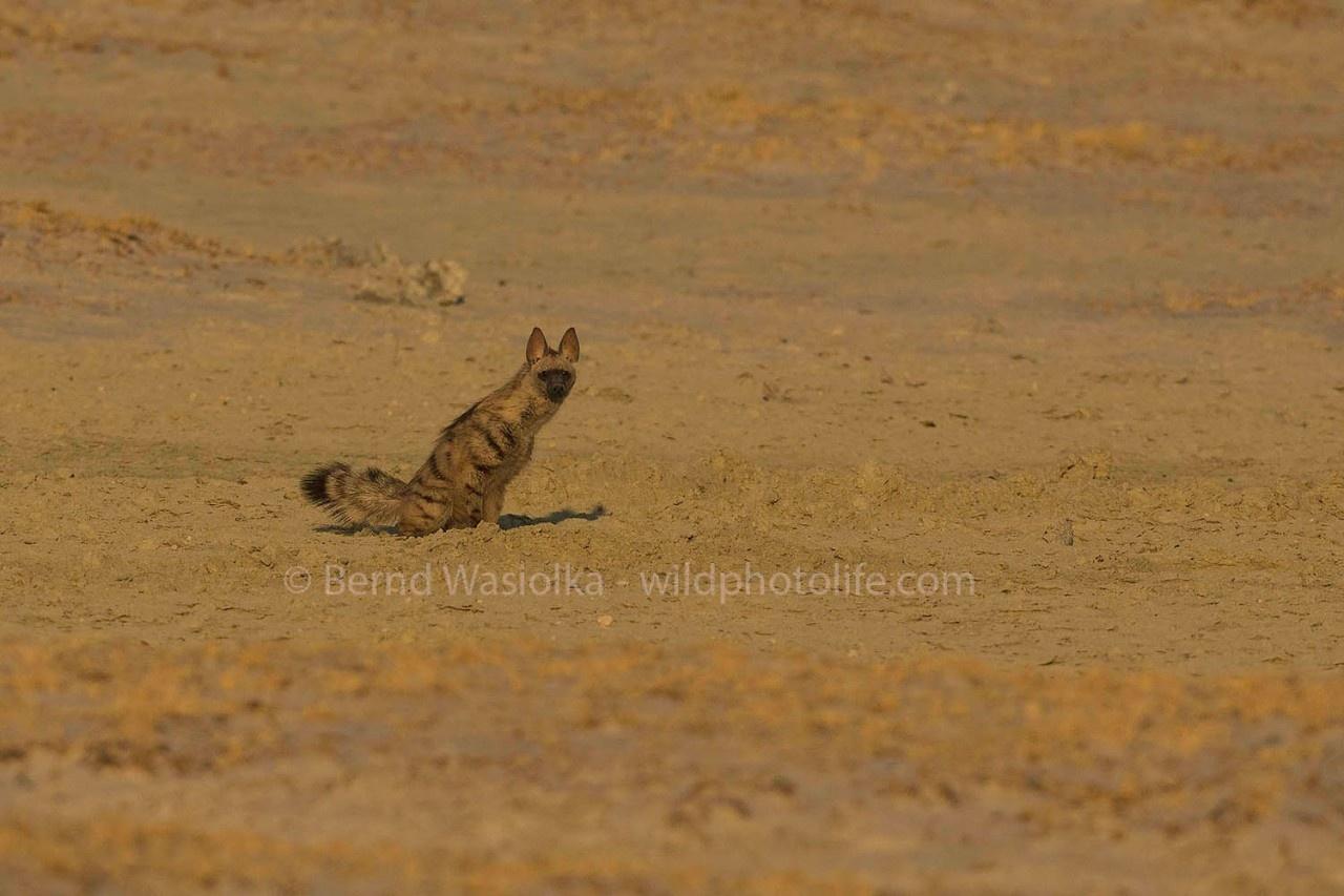 Aardwolf