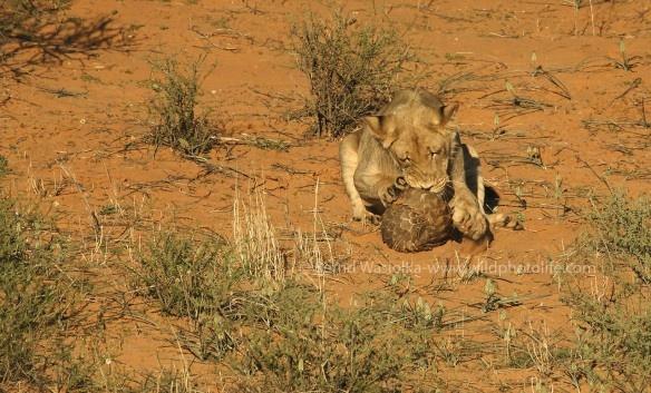 lion-pangolin-0-c2a9bernd-wasiolka-wildphotolife1