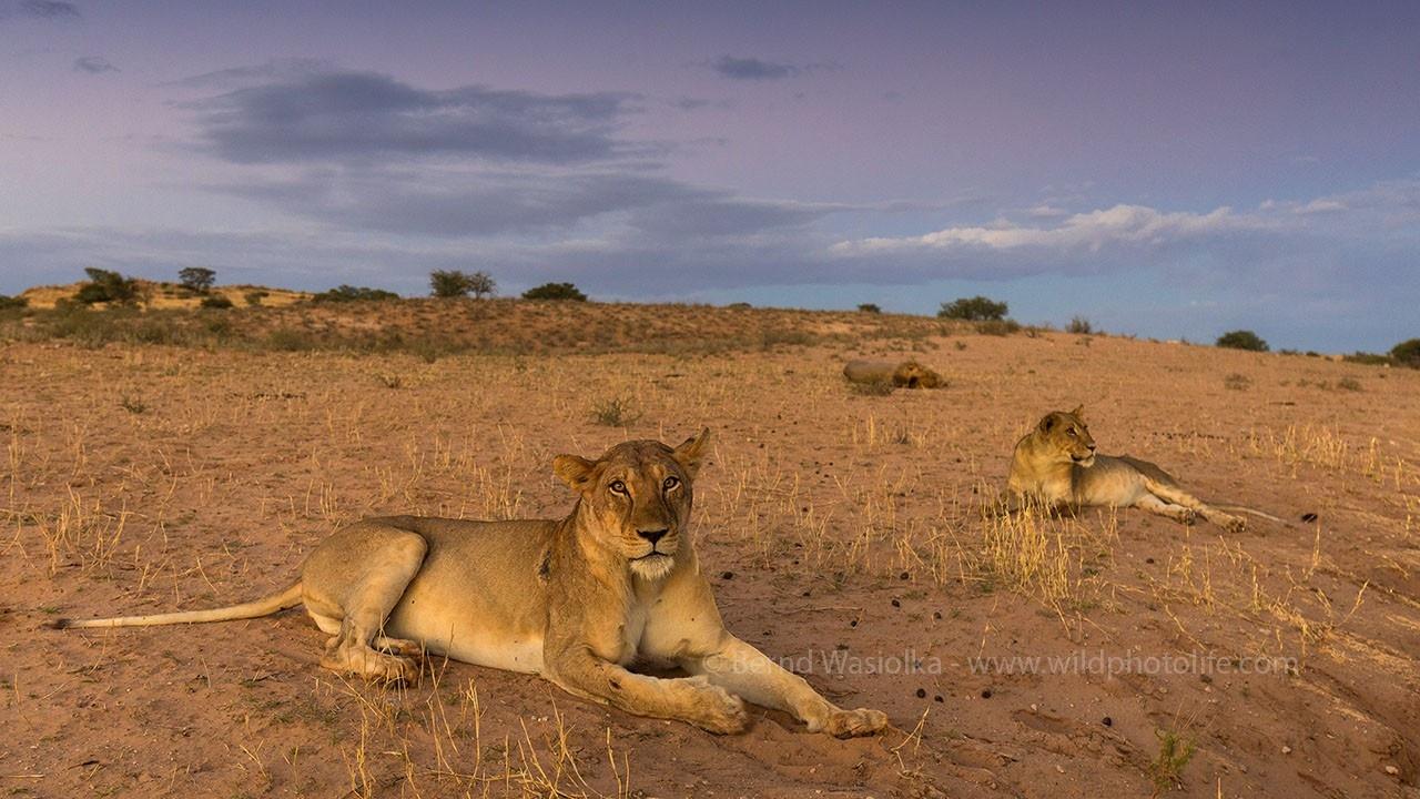 Lioness---Bernd-Wasiolka