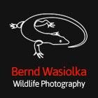 Bernd Logo