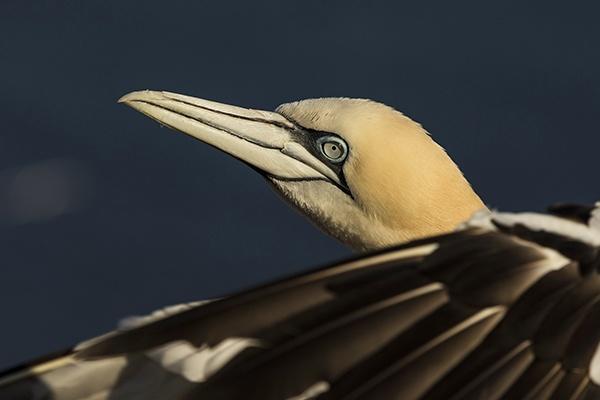 Gannet Portrait Bernd Wasiolka wildphotolife