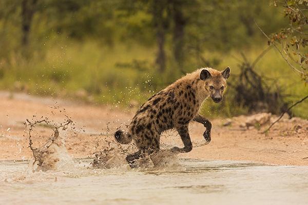 Hyaena Fun Bernd Wasiolka wildphotolife