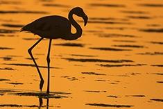Flamingo Sunset Namiba