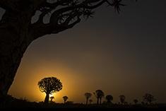 Quiver tree Sunset Namibia