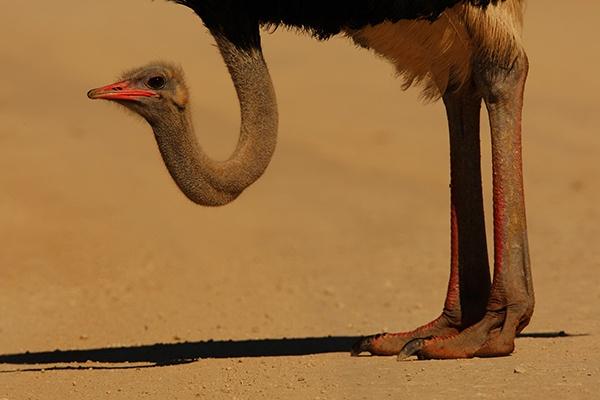 Ostrich Portrait Bernd Wasiolka wildphotolife